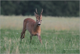 <p>SRNEC OBECNÝ (Capreolus capreolus) Šluknovsko - Jiříkov /European roe deer - Reh/</p>